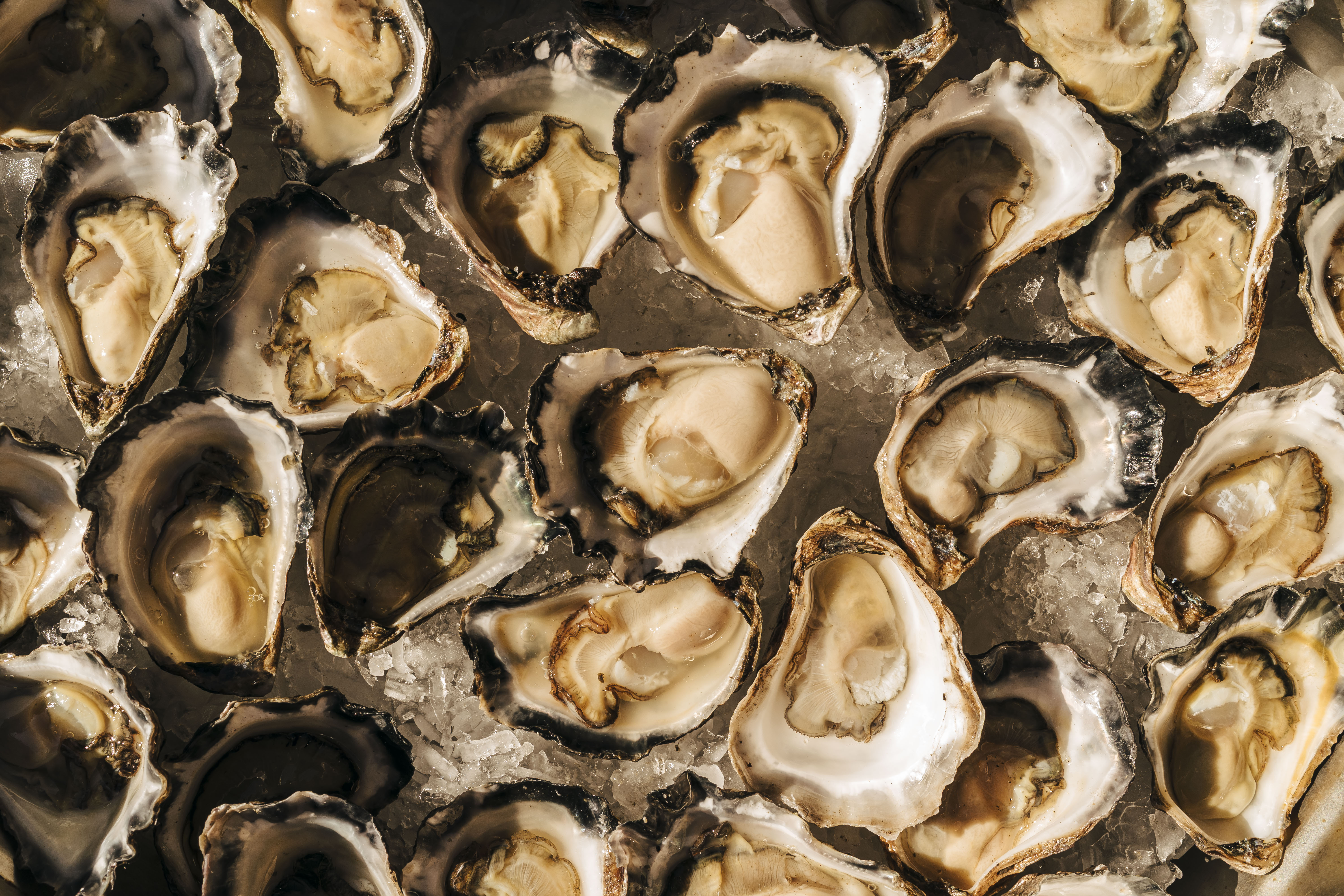 Oysters on ice